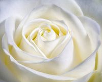 Hart in het midden van de roos.