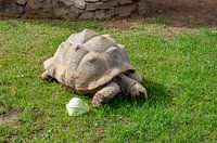 Riesenschildkröte mit großem Panzer isst auf Rasenfläche ein Salatblatt in Valencia