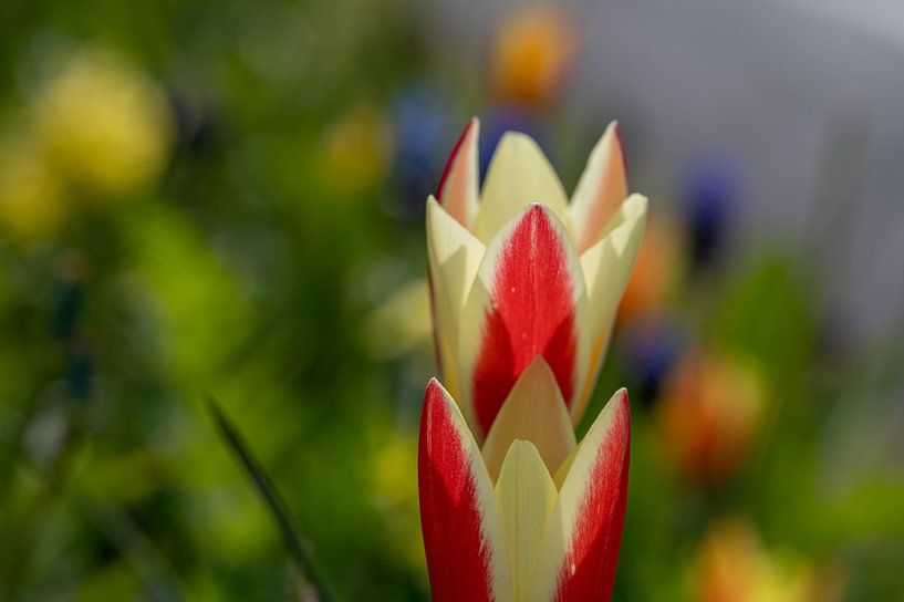 Tulipes sauvages (Tulipa) par Siousias Photography