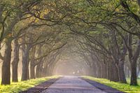 Notenlaan Mariënwaerdt estate