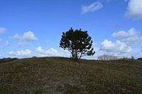 boom op duin met wolken lucht