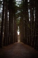 Abbaye forestière de Zevenkerke