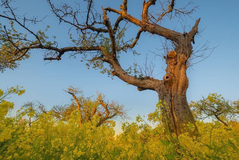 Colza - Graine de colza par Moetwil en van Dijk - Fotografie