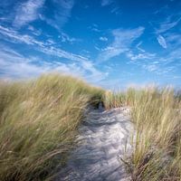 Dune sur Terschelling