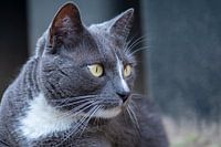 Europäisch Kurzhaar