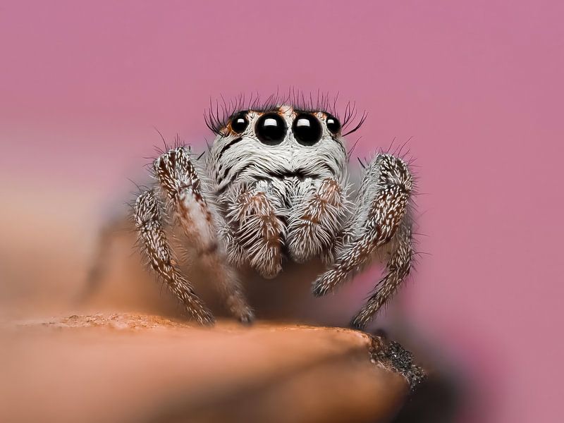 Cils et sangles par Efraïm Baaijens