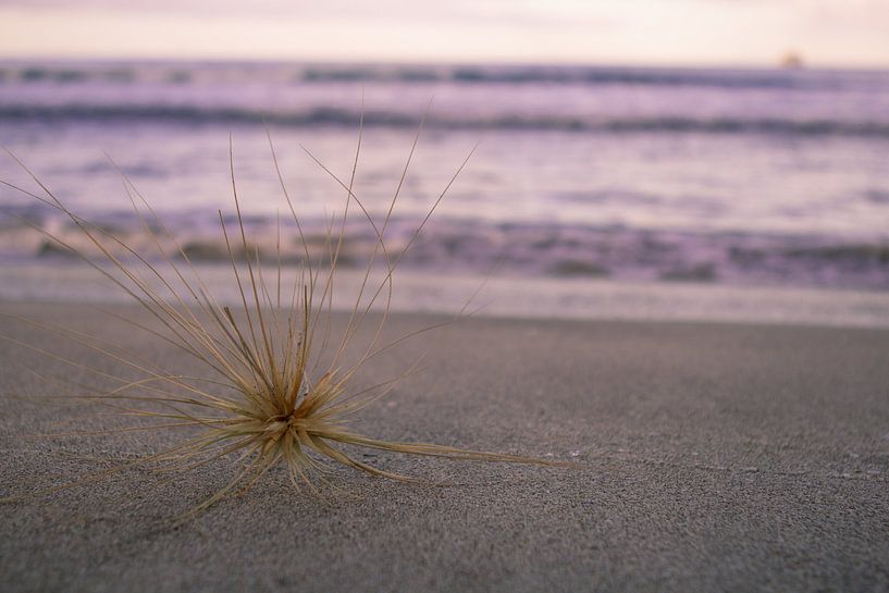 Strand von Folkert Smitstra