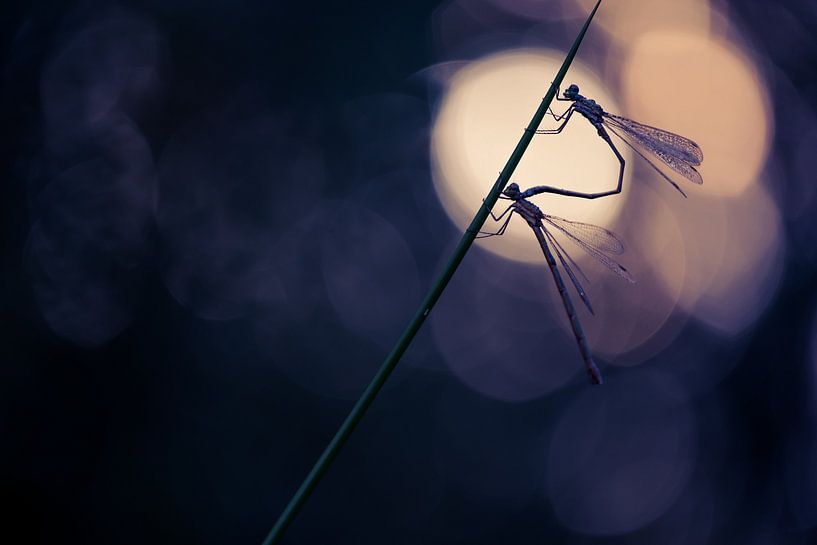 Accouplement des demoiselles blindées de Tengere au lever du soleil par Moetwil en van Dijk - Fotografie