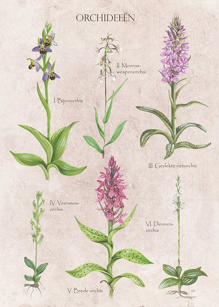 Orchidées par Jasper de Ruiter