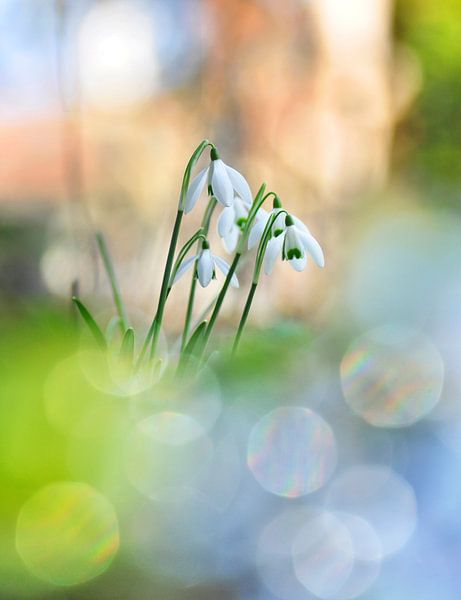 Schneeglöckchen von Corinne Welp