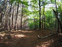 Rising sun in the forest 1