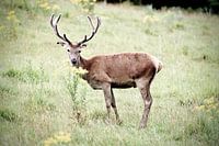 Deer in grass landscape