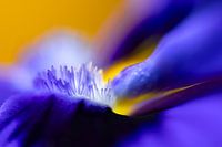 Corail extraterrestre