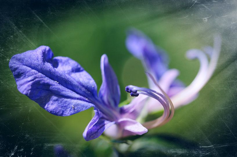 Émergence von Martine Affre Eisenlohr