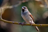 Kuss von deinem Spatz
