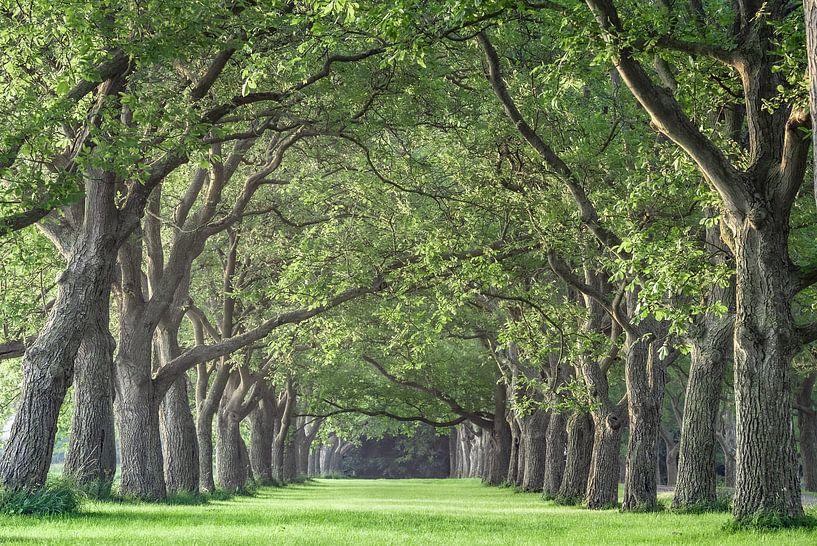 The green oasis by Chris Biesheuvel I  Dream Scapes