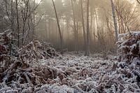 Bergherbos in de sneeuw
