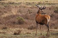 Red deer
