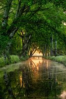 Lever de soleil derrière le pont dans la forêt