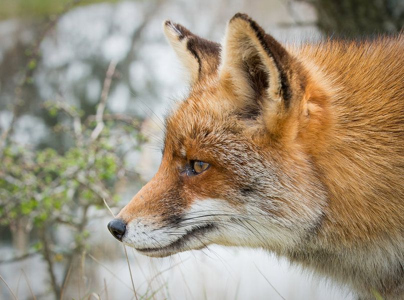Renard par Anita Loos