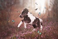 Ollie, das Shetlandfohlen, im Schmetterlingsgarten