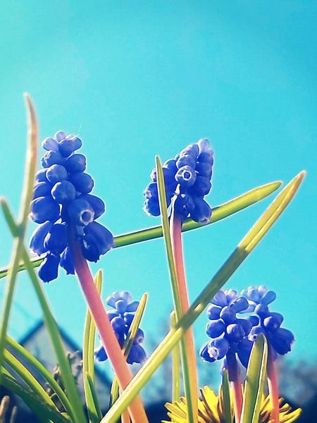 MUSCARI-2 armeniacum par Pia Schneider