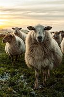 Stehendes Schaf Skulptur