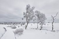 Hohes Venn mit Schnee bedeckt