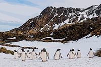 Pinguins South Georgia lopen bergop