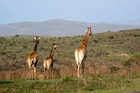 Photos taken during our three-week tour of South Africa