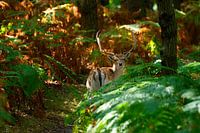 Begegnung mit Damhirschen