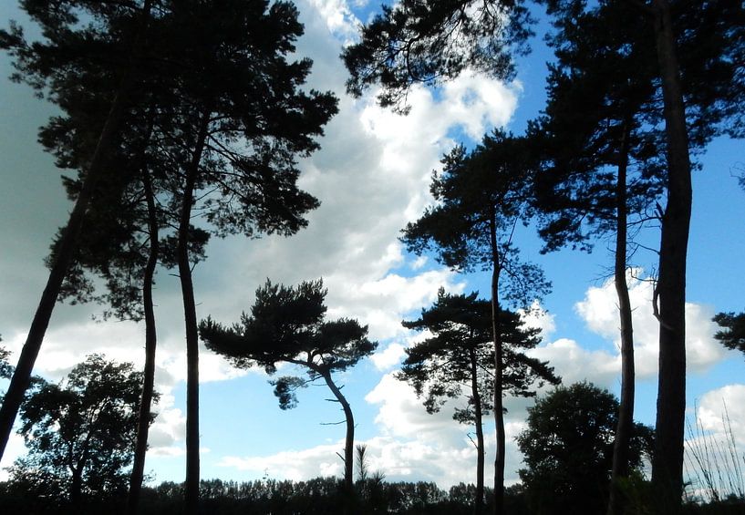 silhouettes of tall trees by Joke te Grotenhuis