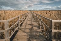 Bootssteg durch Schilf am Federsee