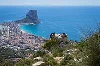 Mannelijke geit kijkt naar Calpe en de Middellandse Zee