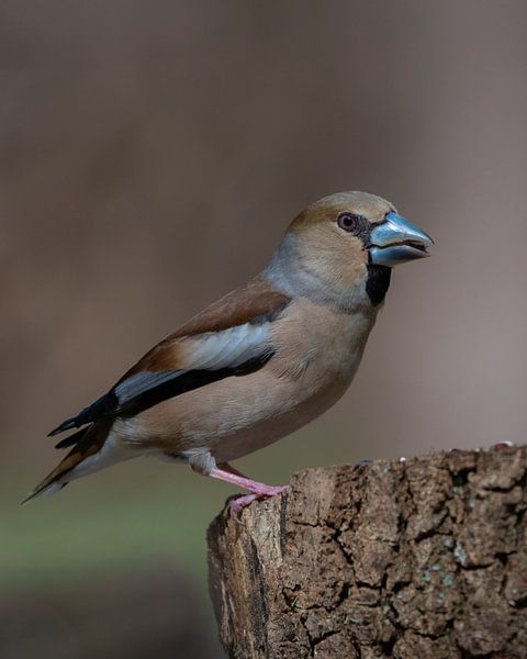 Finch par Bart Hendrix