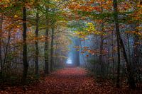 Couleurs unies de l'automne