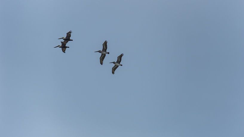 USA, Florida, Four beautiful brown pelican birds flying in the air by adventure-photos