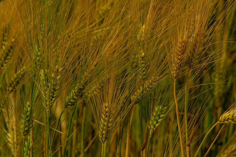 Wald Blumen Feld Landschaft Erzgebirge Städte Dörfer von Johnny Flash
