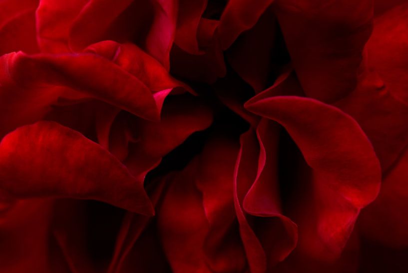 Rose par Remke Spijkers