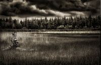 Souche d'arbre solitaire dans la forêt