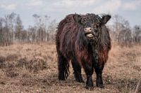 Galloway vieh