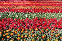 Bloemenveld met rijen rode tulpen
