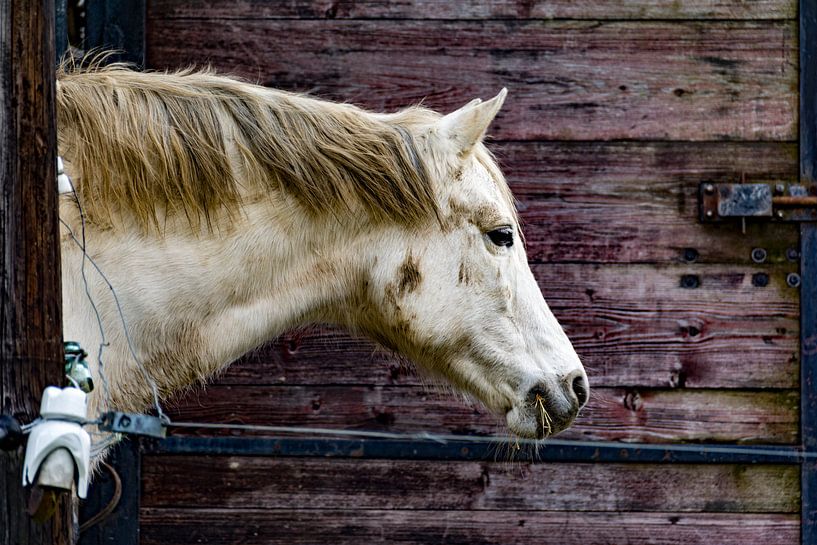 Schimmel in den Ardennen von Ton de Koning