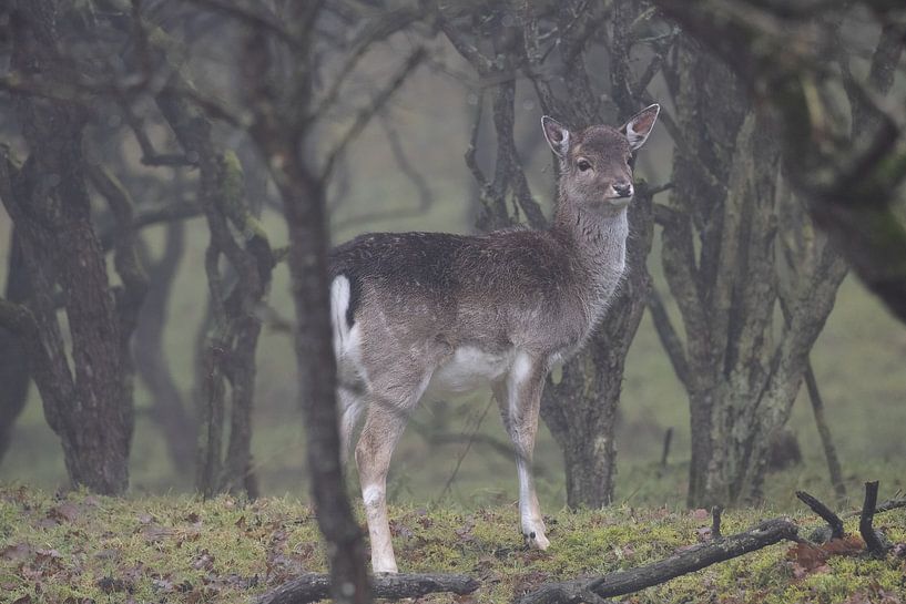 Deer in the Amsterdam Water Supply Dunes by Miranda Vleerlaag