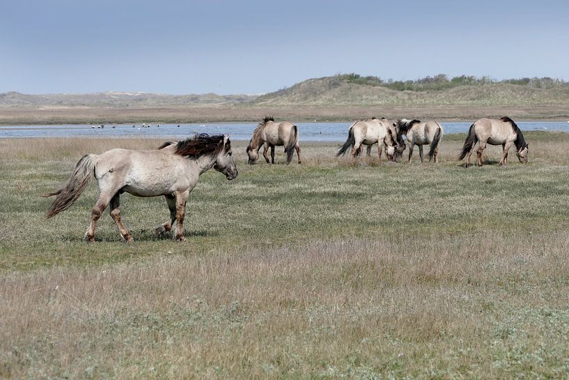 Wilde Herde von christine b-b müller