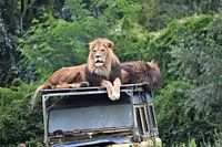 Leeuw op Landrover
