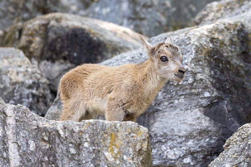 Junger Steinbock  von Teresa Bauer