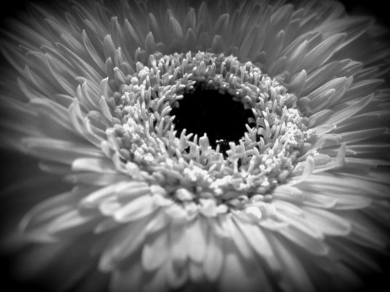 White Gerbera by Nicky`s Prints