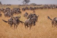 Great Migration Wildebeest Serengeti
