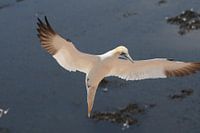 Jan van Gent voor de landing